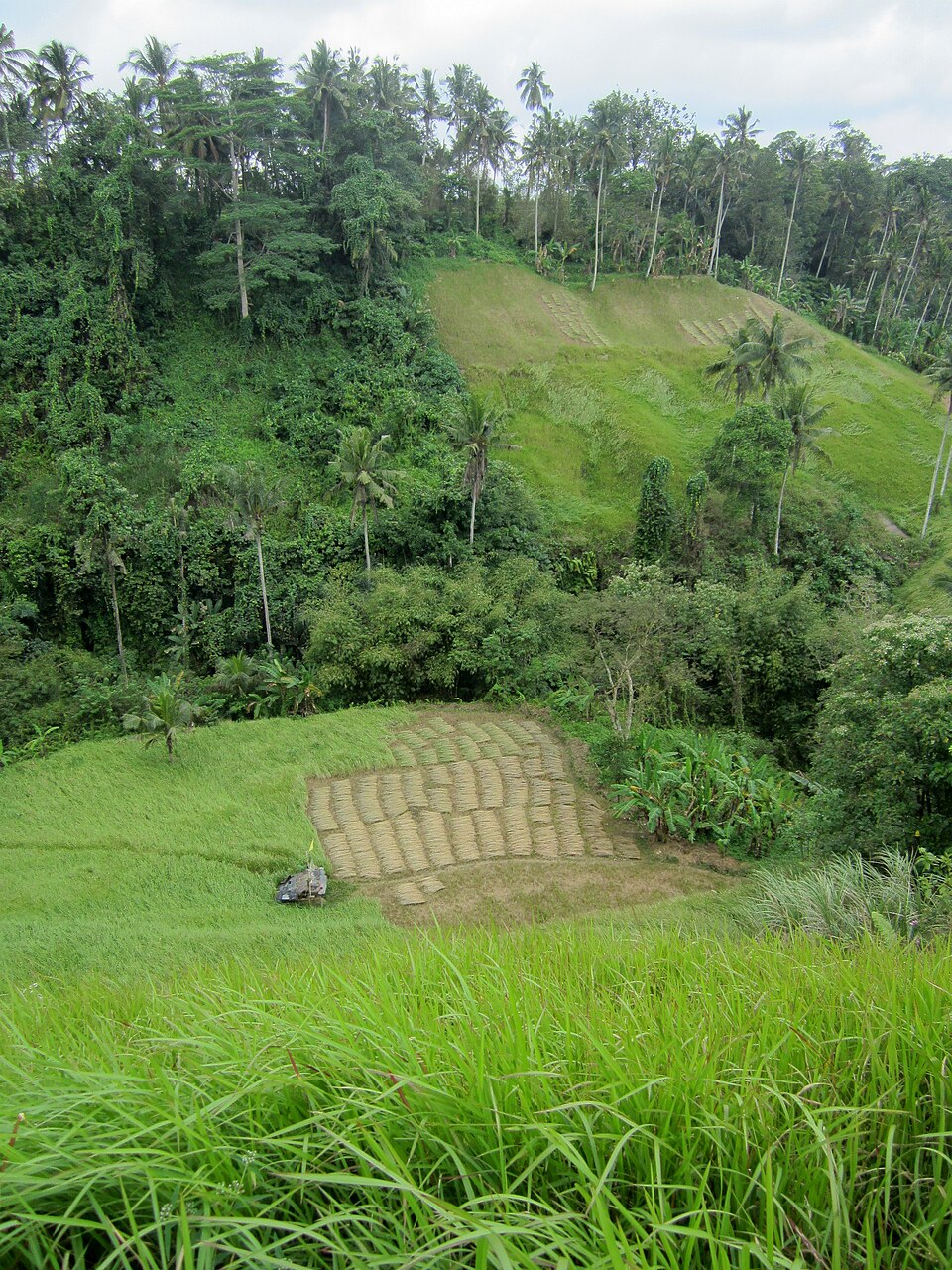 Campuhan Ridge Walk Ubud