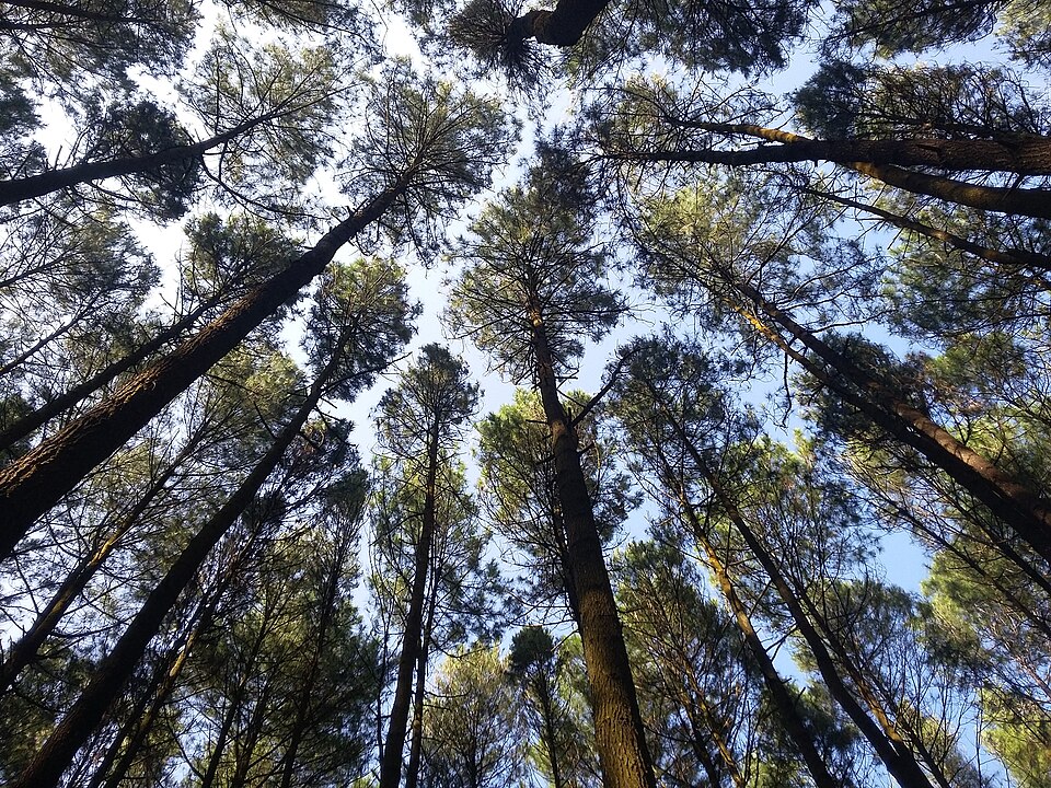 Mangunan Pinus Loop