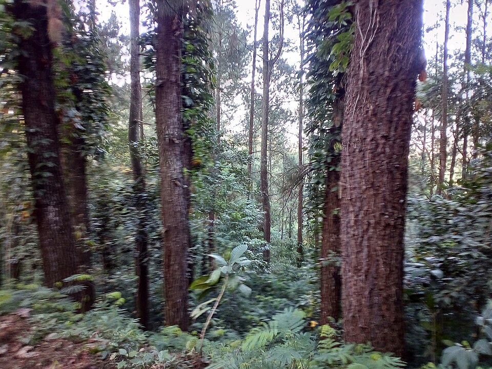 Tahura Djuanda Trail